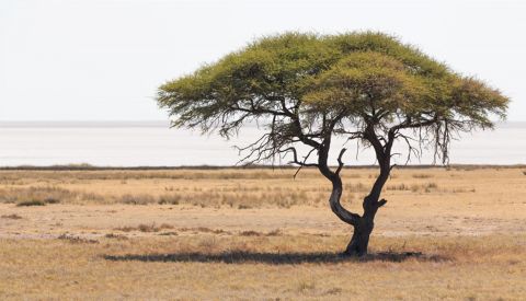 Árboles y paisajes africanos