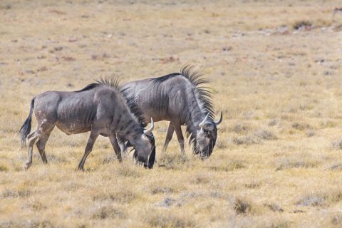 El Ñú es un animal común en áfrica