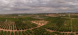 Campos de naranjos en Valencia a vista de Pájaro
