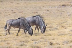 El Ñú es un animal común en áfrica