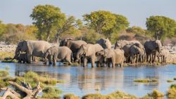 Grupo de elefantes bebe agua en áfrica