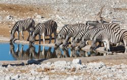 Las cebras son animales corrientes en áfrica